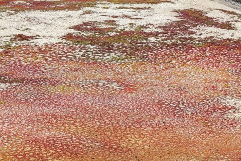 Sea salt extraction, salt marsh, close-up, Janubio salt flats, Salinas de Janubio, Lanzarote,