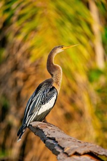 American darter (Anhinga anhinga) Pantanal Brazil