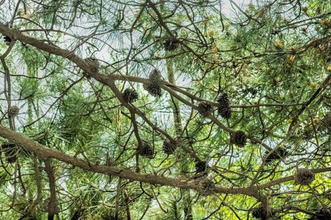 Branches of evergreen tree with abundance of pine cones in Goseong, South Korea, Asia