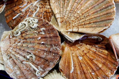 Scallops, Campo de la Pescaria fish market, Rialto market, San Polo neighbourhood, Venice, Veneto,