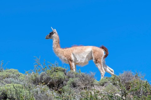 Guanaco (Llama guanicoe), Huanako, Torres del Paine National Park, Patagonia, End of the World,