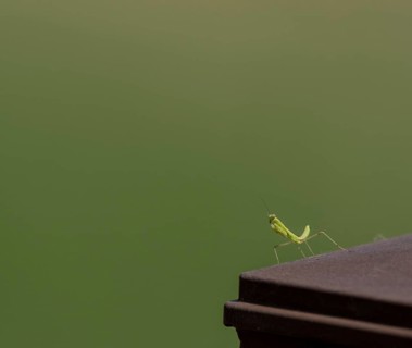 Closeup of baby praying mantis posing for camera on a wooded fence post with a blurred out