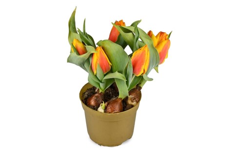 Orange and yellow tulip flowers 'Tulipa Flair' in flower pot on white background