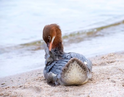 Goosander (Mergus merganser merganser), female, standing in the sand on the shore and preening her