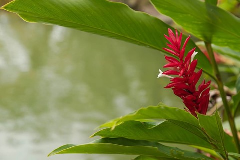 Orchid and bromeliad flower beds in botanical garden, selective focus, copy space, malaysia,