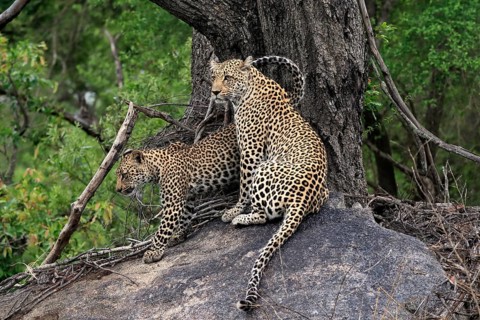 Leopard (Panthera pardus), adult with young, observed, alert, sitting, on rocks, Sabi Sand Game