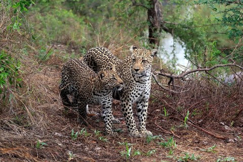 Leopard (Panthera pardus), adult, young, alert, Sabi Sand Game Reserve, Kruger NP, Kruger National