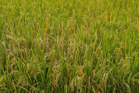 Green rice background, fields in countryside, Ubud, Bali, Indonesia, green grass. Travel, tropical,