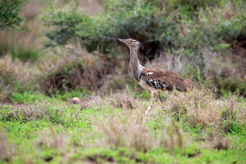 Kori bustard (Ardeotis kori), adult, foraging, vigilant, Kruger National Park, Kruger National