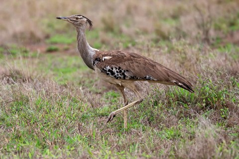 Kori bustard (Ardeotis kori), adult, running, foraging, vigilant, Kruger National Park, Kruger