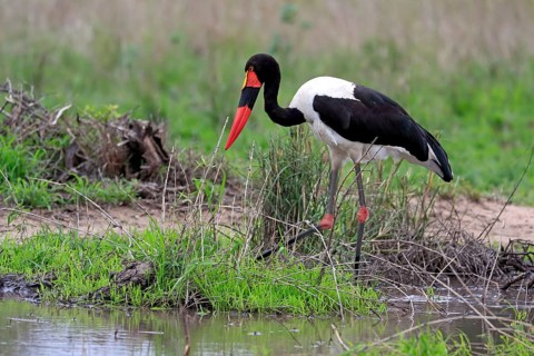 Saddle-billed stork (Ephippiorhynchus senegalensis), adult, foraging, in the water, Kruger National