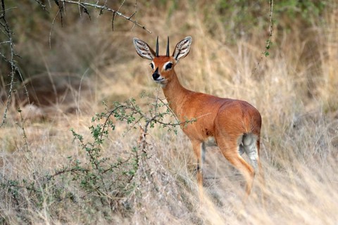 Steenbok (Raphicerus campestris), adult, male, foraging, vigilant, dwarf antelope, Kruger National