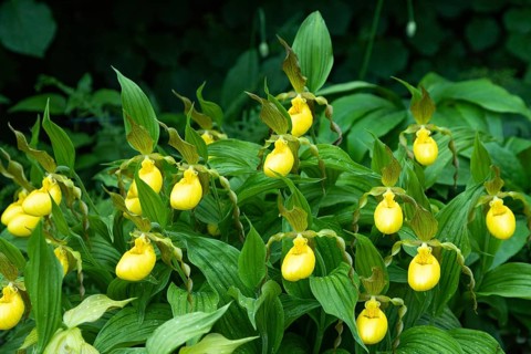 Beautiful orchid flowers of yellow color with green leaves in the garden. Lady's-slipper hybrids.