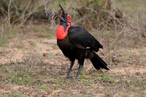 Southern ground hornbill (Bucorvus leadbeateri), adult, foraging, feeding, with prey, Kruger
