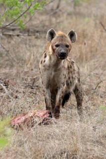 Spotted hyena (Crocuta crocuta), adult, with prey, Sabi Sand Game Reserve, Kruger National Park,