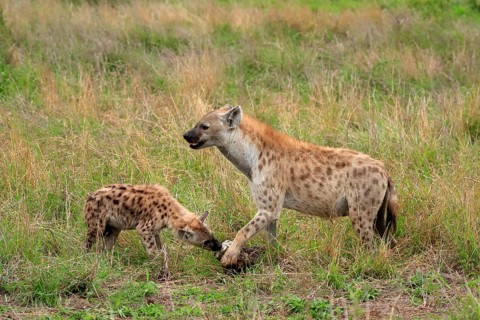 Spotted hyena (Crocuta crocuta), adult, young animal, mother with young animal, social behaviour,