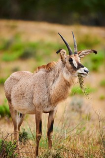 Roan Antelope (Hippotragus equinus) in the dessert, captive, distribution Africa