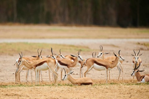 Springbok (Antidorcas marsupialis) herd in the dessert, captive, distribution Africa
