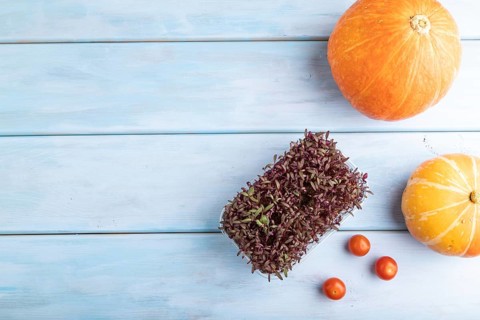 Microgreen sprouts of purple amaranth with pumpkin on blue wooden background. Top view, flat lay,