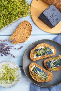Bread sandwiches with blue lavender cheese and mustard microgreen on blue wooden background and