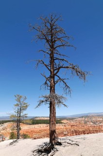 Tree at the canyon rim, Bryce Canyon National Park, Utah, USA, North America