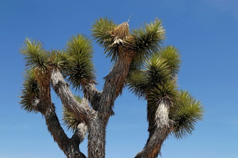 Joshua trees (Yucca brevifolia), Joshua Tree National Park, Palm Desert, Southern California, USA,