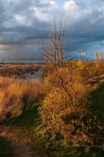 Wetland biotope in the Peene Valley, overwatered meadows, rare habitat for endangered plants and