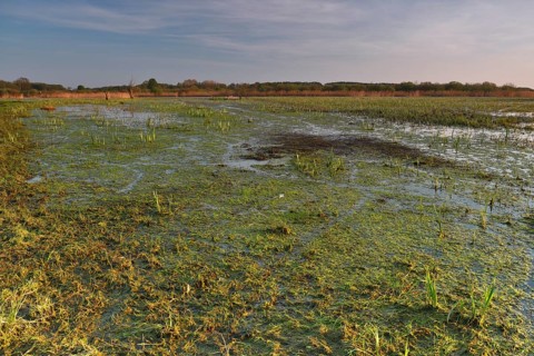 Wetland biotope in the Peene valley, waterlogged meadows, rare habitat for endangered plants and