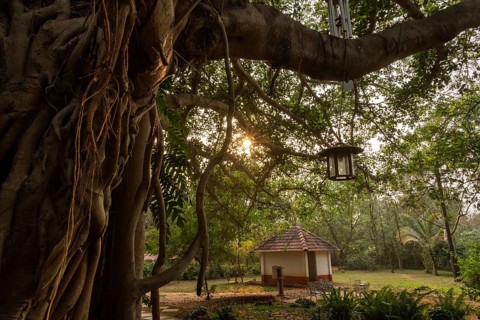Banyan Tree, Central Guest House, future city Auroville, near Pondicherry or Puducherry, Tamil