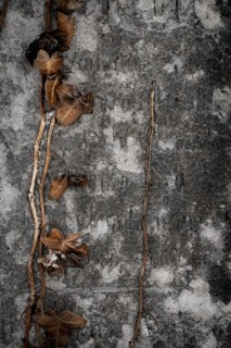 Gravestone with common ivy (Hedera helix), Munich, Bavaria, Germany, Europe