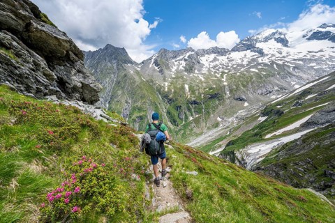 Mountaineer on hiking trail in picturesque mountain landscape with blooming alpine roses, in the