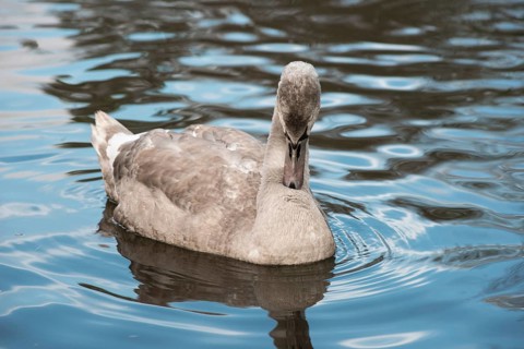 Young grey mute swan (Cygnus olor), young bird swimming peacefully on the water and preening its
