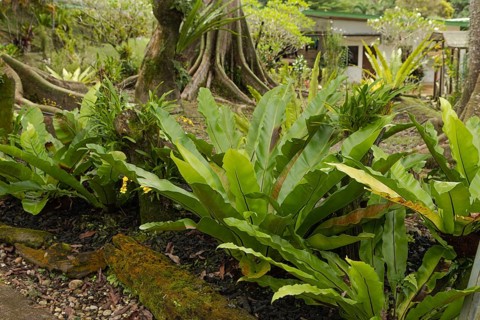Orchid and bromeliad flower beds in botanical garden, selective focus, copy space, malaysia,