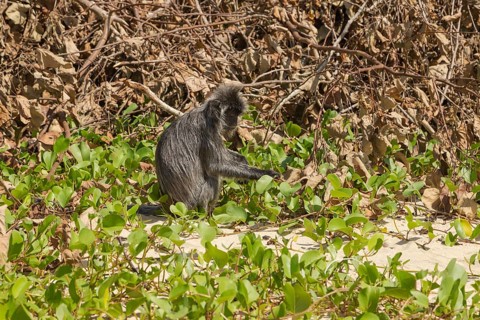 Silvery lutung or silvered leaf langur monkey (Trachypithecus cristatus) feeding in Bako national