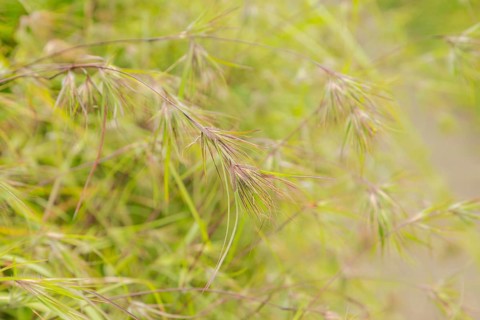 Grass green natural background. Campuhan ridge walk, Bali, Indonesia, track on the hill Travel,