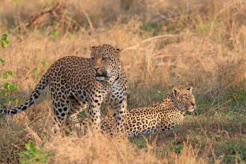 Leopard (Panthera pardus), adult, pair, alert, Sabi Sand Game Reserve, Kruger NP, Kruger National