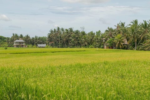 Rice fields in countryside, Ubud, Bali, Indonesia, green grass, large trees, jungle and cloudy sky.