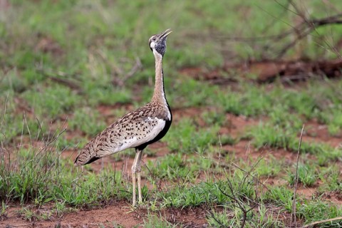 Red-crested Bustard, (Lophotis ruficrista), adult, calling, Kruger National Park, Kruger National