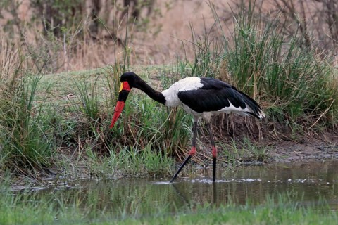 Saddle-billed stork (Ephippiorhynchus senegalensis), adult, foraging, in the water, Sabi Sand Game