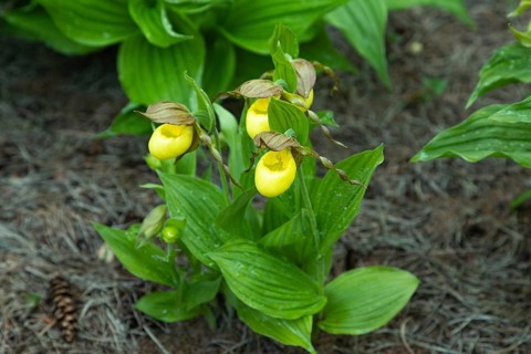 Beautiful orchid flowers of yellow color with green leaves in the garden. Lady's-slipper hybrids.