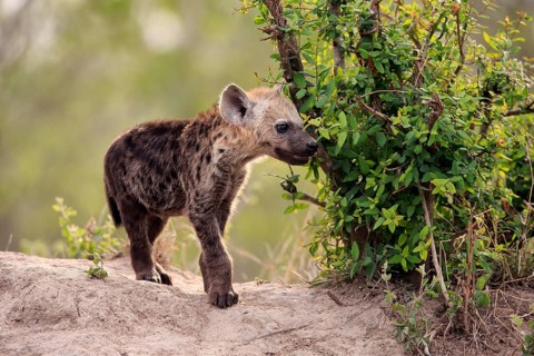 Spotted hyena (Crocuta crocuta), young animal, at the den, vigilant, Kruger National Park, Kruger