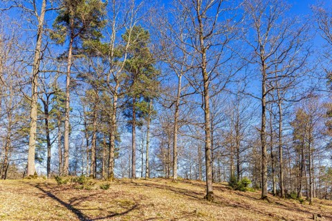 Grove of trees on a hill a sunny day at springtime
