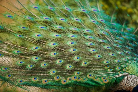 Indian peafowl (Pavo cristatus), feathers, eyes, tail, detail, France, Europe
