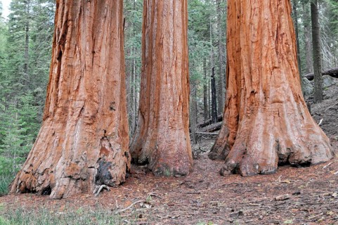 Sequoias in Mariposa Grove, Yosemite National Park, California, USA, North America