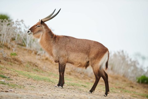 Waterbuck (Kobus defassa) in the dessert, captive, distribution Africa