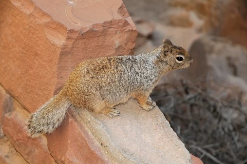 Fox squirrel (Sciurus niger), male, Zion National Park, Utah, Arizona, USA, North America