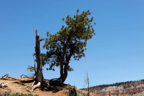 Tree at the canyon rim, Bryce Canyon National Park, Utah, USA, North America