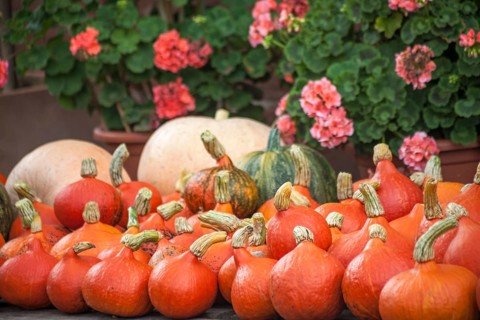Pumpkins (Cucurbita), street sale, Palatinate, Rhineland-Palatinate, Germany, Europe