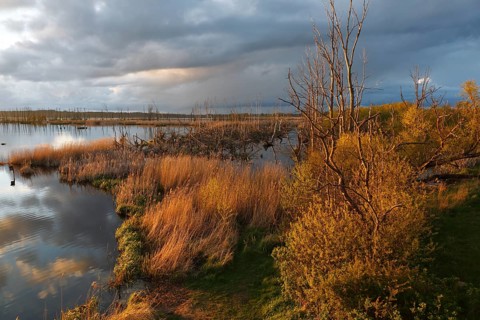 Wetland biotope in the Peene Valley, overwatered meadows, rare habitat for endangered plants and