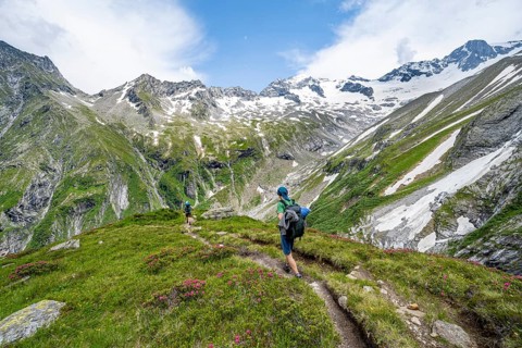Mountaineer on hiking trail in picturesque mountain landscape with blooming alpine roses, in the